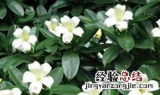 非洲茉莉应该怎么养 非洲茉莉怎么养才能更茂盛