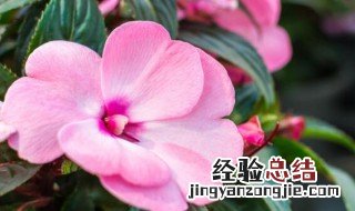 凤仙花冬天会死吗 凤仙花冬季会死吗