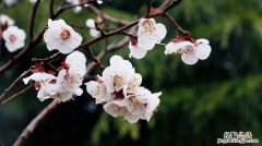 沾衣欲湿杏花雨是什么意思