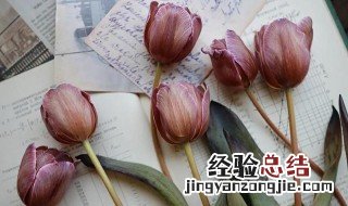 郁金香怎么插水 郁金香的水插养护方法