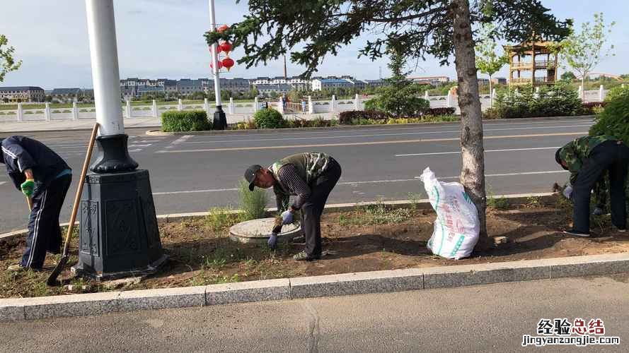 洋桔梗的土壤选择与施肥