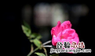 等花开什么意思 等花开什么意思网络用语