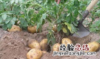 简易的土豆种植方法 土豆种植教程