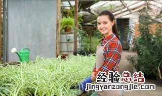 十种不适合室内养的花 十种不适合室内养的花草