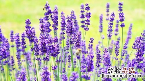薰衣草花语