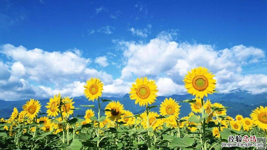 太阳花施肥方法,用什么肥好
