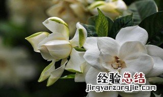 枙子花适合在室内养吗 枙子花能不能在室内养