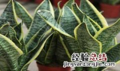 怎样促使虎皮兰冒新芽 促使虎皮兰冒新芽的方法