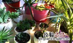 阳台摆什么大型绿植好 阳台摆什么大型绿植好养