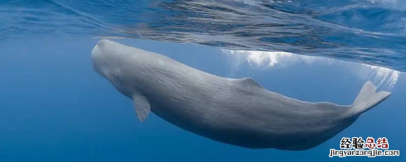 鲸鱼是巡游还是洄游