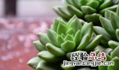 办公室多肉植物有什么好处 办公室多肉植物怎么养才长得好