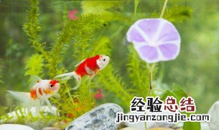 狗头鱼喂食的正确方法