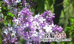 丁香树适合庭院种植吗 丁香树能不能在庭院种植