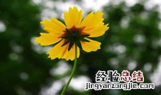 东北室外适合种什么花 在东北室外越冬的花卉有哪些可以选择