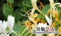 金银花的营养价值与功效 金银花的营养价值