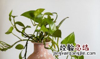 卧室放绿萝好吗风水 卧室放绿萝好吗风水好不好