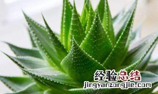 什么植物适合放室内 适合放室内的植物有哪些