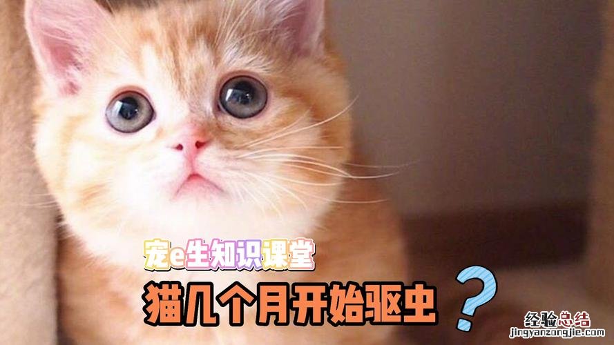 猫驱虫多久一次