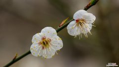 梅花嫁接时间和方法，梅花嫁接用什么砧木