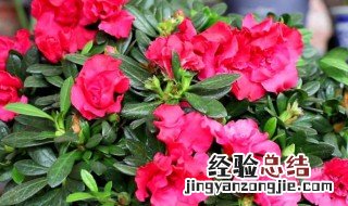 东洋杜鹃怎么养