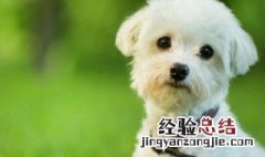 比熊幼犬如何饲养 比熊犬饲养方法