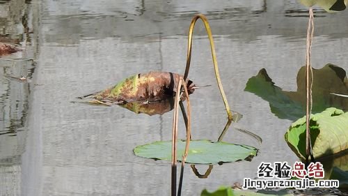 莲花需要修剪吗，莲花如何修剪