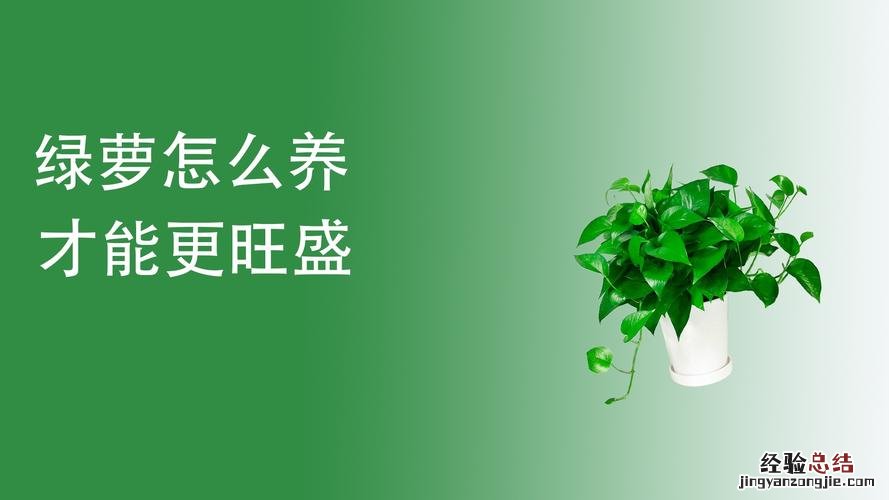 啤酒浇花加片药，绿萝3天蹿上墙，长寿能开4、5次！