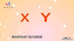 xy染色体是什么意思