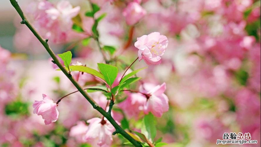 海棠花病害及防预大全