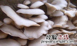 冬天平菇出菇期的日常管理 冬天平菇出菇期管理方法