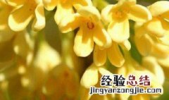 桂花不长叶子怎么办 桂花不长叶子怎么办用什么药