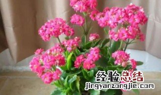 长寿花快速生长的方法 长寿花快速生长的方法是什么