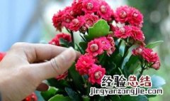 长寿花怎么养才能更旺盛呢 长寿花怎么养才能更旺盛