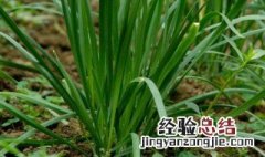 洋水仙栽植方法 洋水仙如何栽植