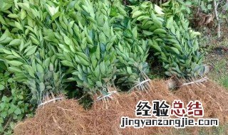 嫁接脐橙苗方法 脐橙苗嫁接前后该怎么管理