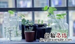 适合水养的室内植物 室内可以养哪些水养植物