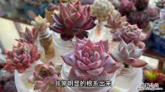 冬季水培植物怎么越冬