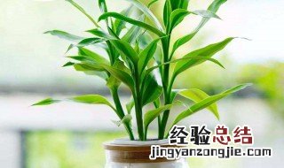 大厅适合摆什么植物 客厅放什么植物最好