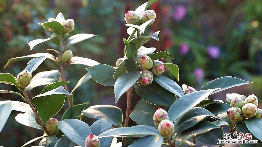 入秋别买这5种花,回家3天花苞全掉,再便宜都亏!