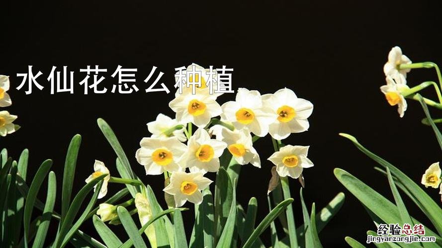 水仙花怎么浇水