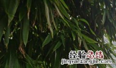 竹子什么季节种植最好 竹子种在院子的什么位置好