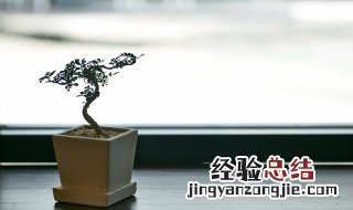 盆栽施肥什么简单有效 盆栽施肥的办法介绍