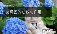 猪尾巴的功效与作用