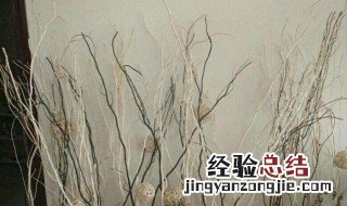 养龙柳的正确方法 养龙柳的方法如下