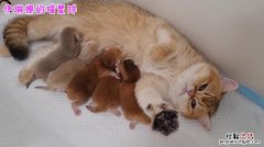 猫乳怎么辨别