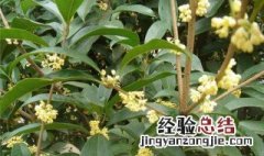 桂花树嫁接时间和方法 桂花树什么时候嫁接