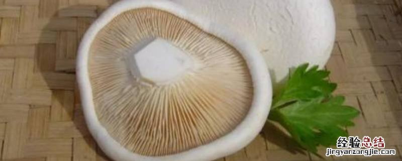 新鲜白灵菇怎么做好吃