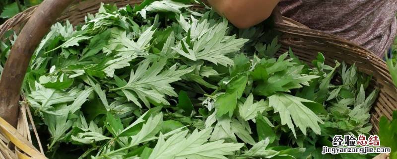 艾草可以炒菜吃吗
