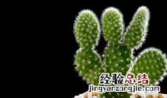 仙人掌果蜜储存方法 仙人掌果蜜储存方法简介