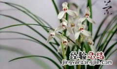 四君子是哪四种植物 植物四君子是什么